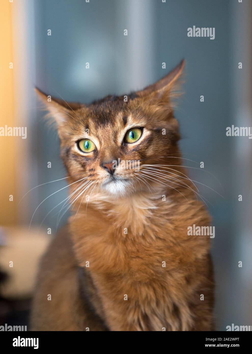 Fluffy Chat Roux Aux Yeux Verts Race Somali Photo Stock Alamy