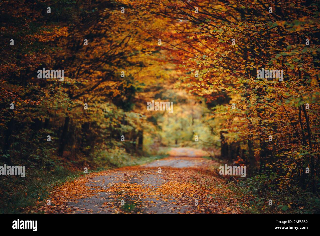 Forêt d'automne, Orange Road dans la belle nature, paysages colorés, fond d'orange d'origine Banque D'Images
