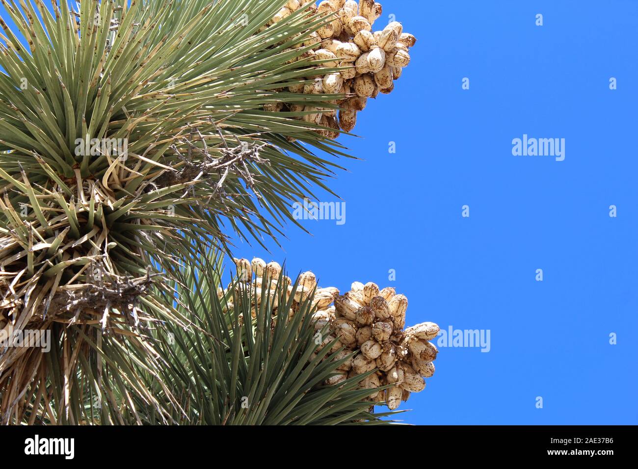 Dans leur parc national éponyme, les graines du Joshua Tree, Yucca brevifolia, restent attachés jusqu'dispersés par le vent ou les mammifères Mojave Sud. Banque D'Images