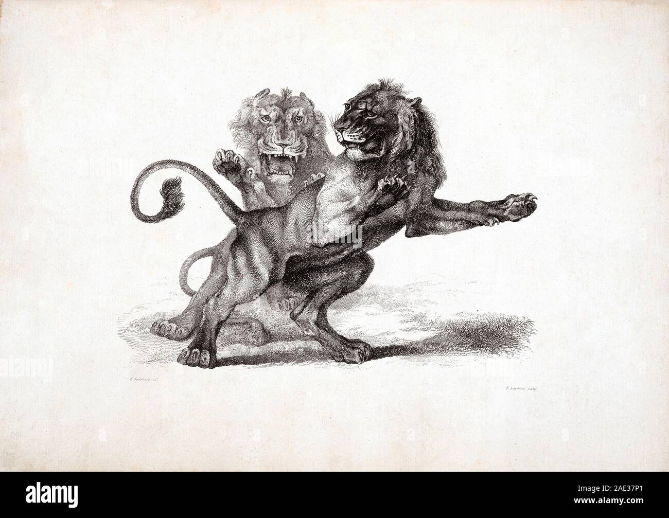 Les Lions, d'après Rubens. Par Edwin Landseer Landseer et Thomas. 1823-1828 Banque D'Images