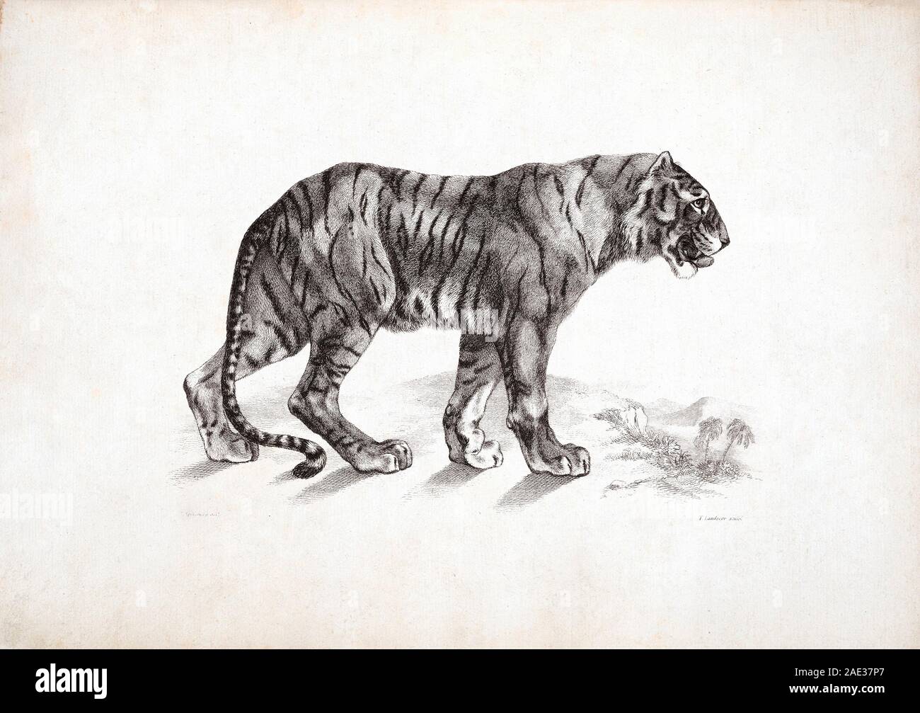 Tiger, d'après Rubens. Par Edwin Landseer Landseer et Thomas. 1823-1828 Banque D'Images