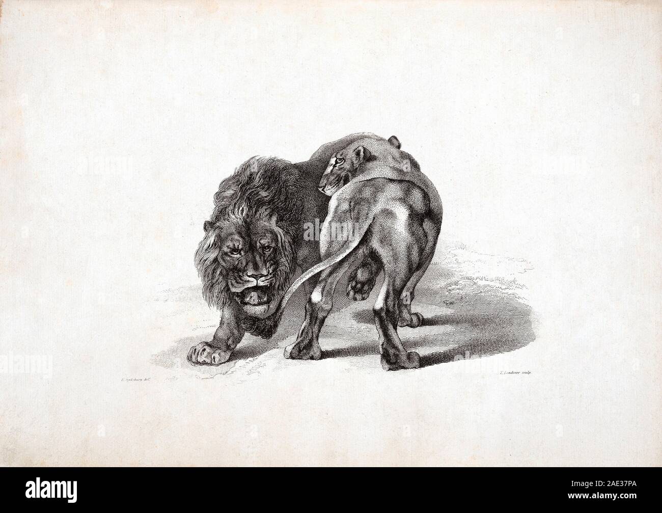 Les Lions, d'après Rubens. Par Edwin Landseer Landseer et Thomas. 1823-1828 Banque D'Images