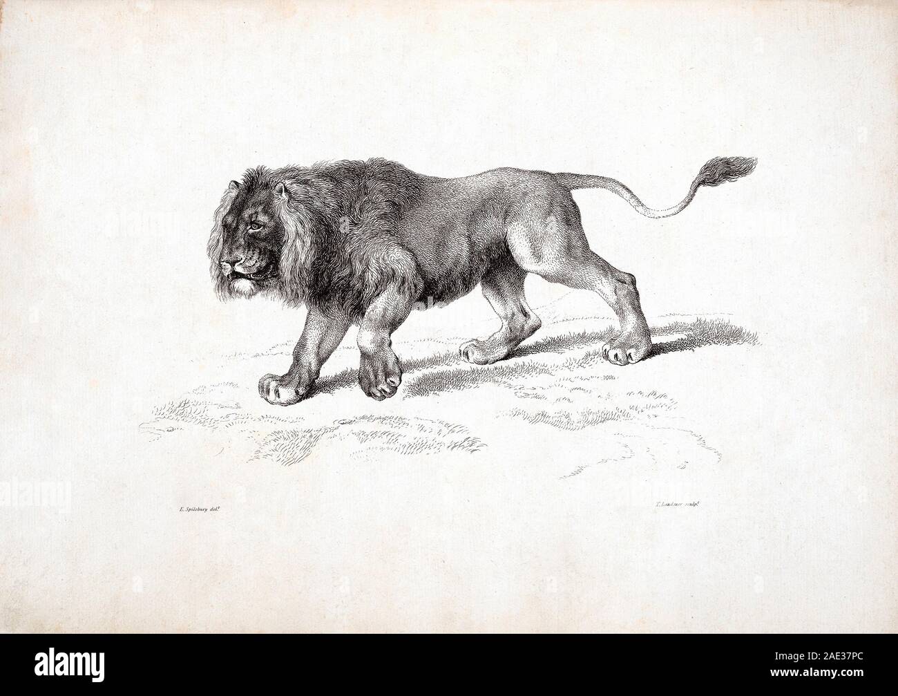 Les Lions, après Ridinger. Par Edwin Landseer Landseer et Thomas. 1823-1828 Banque D'Images