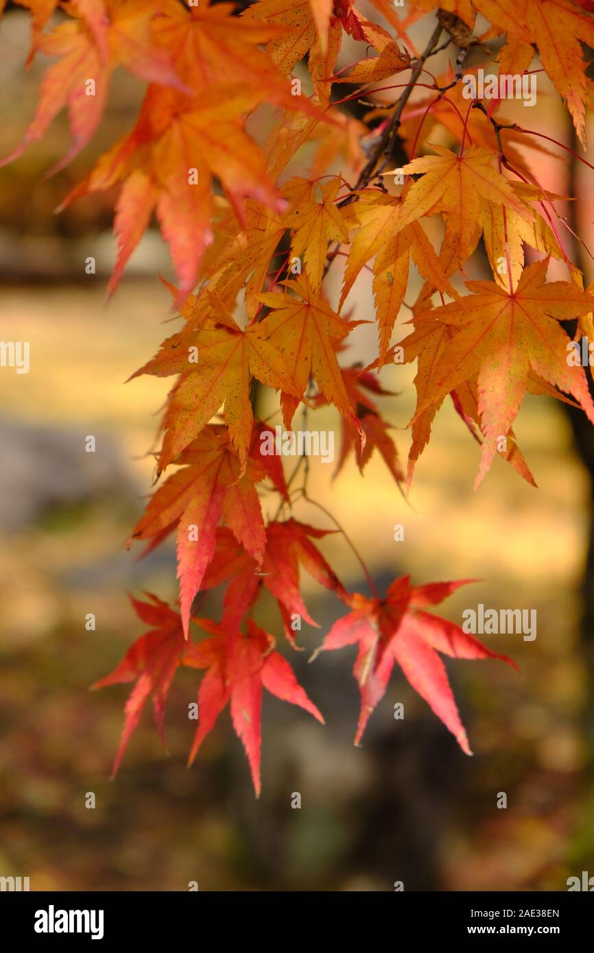 Les érables, Naejangsan National Park, les feuilles d'automne, Feuillage de l'automne, orange et jaune, couleurs de l'automne, Vertical Banque D'Images