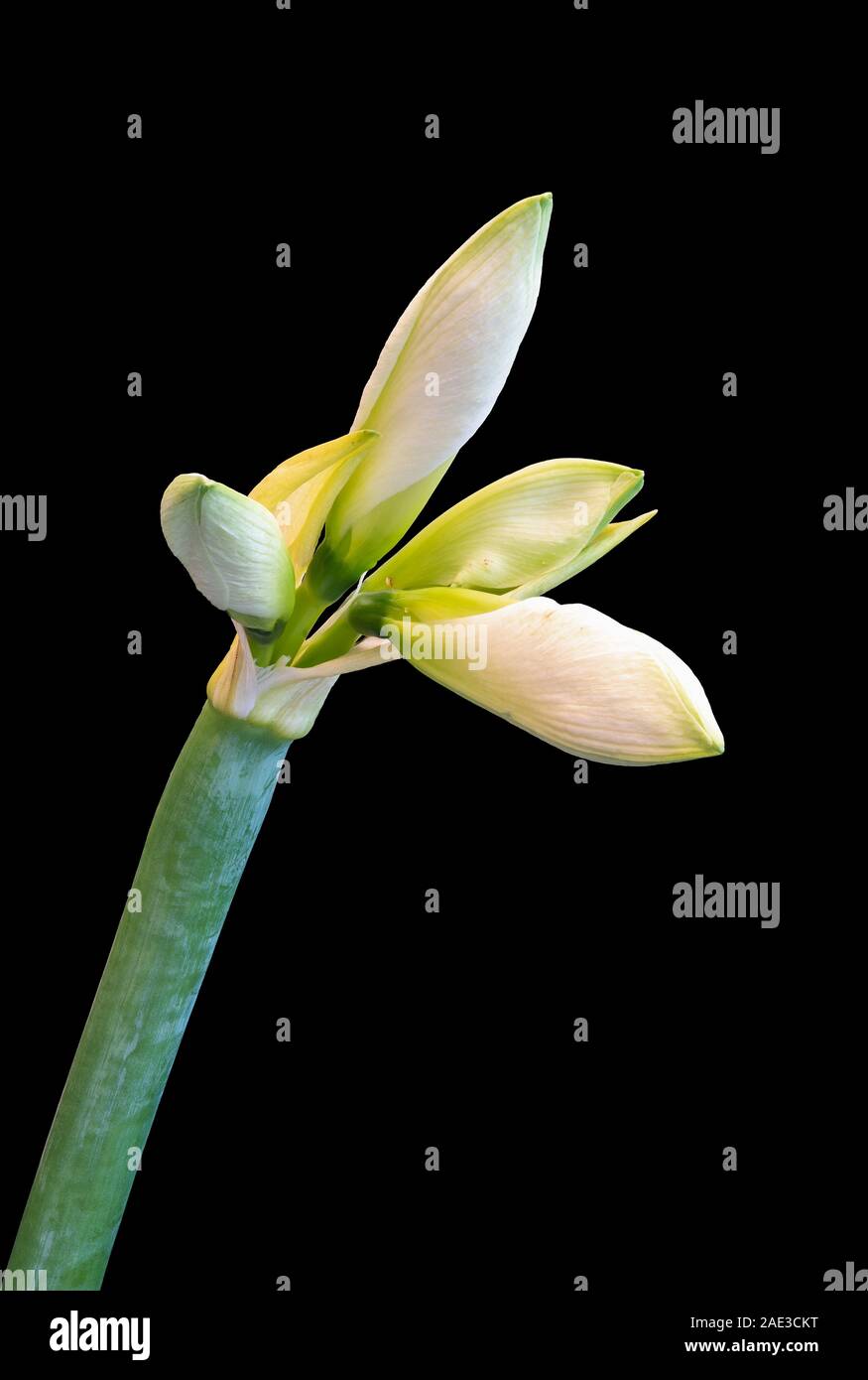 La tige de l'amaryllis blanc isolé avec quatre boutons,fond noir,fine art still life macro couleur, texture détaillée,fleurs vintage style de peinture Banque D'Images