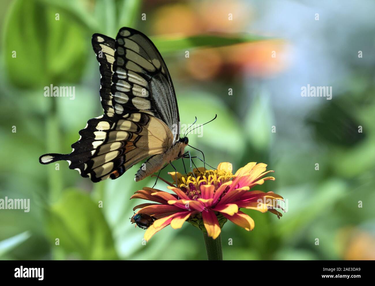 Gros plan du grand porte-queue papillon Papilio cresphontes) se nourrissant de nectar de fleur Zinnia dans les jardin. Banque D'Images