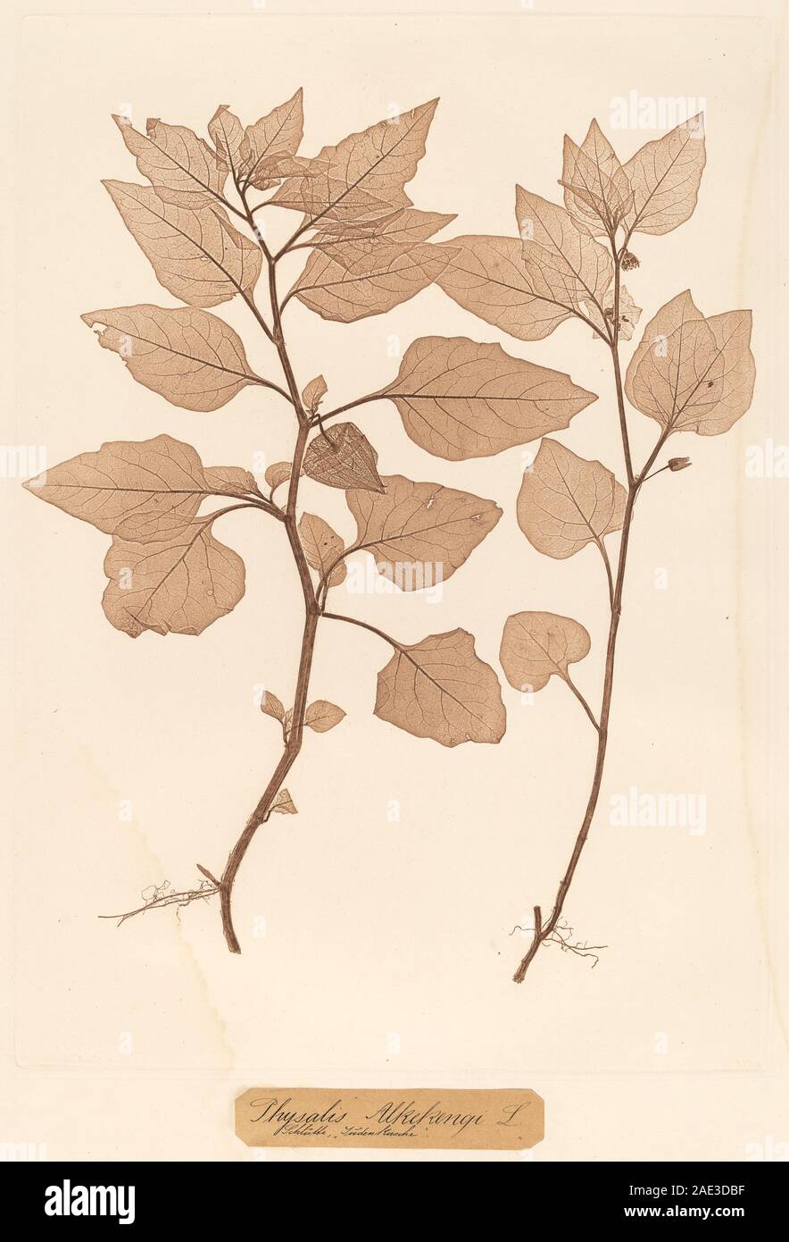Cette illustration botanique de Constantin von Ettinghausen et Alois Pokorny représente la plante Physalis Alkekengi, montrant des feuilles détaillées, des enveloppes en forme de lanterne et des baies, en se concentrant sur des caractéristiques botaniques précises. Banque D'Images