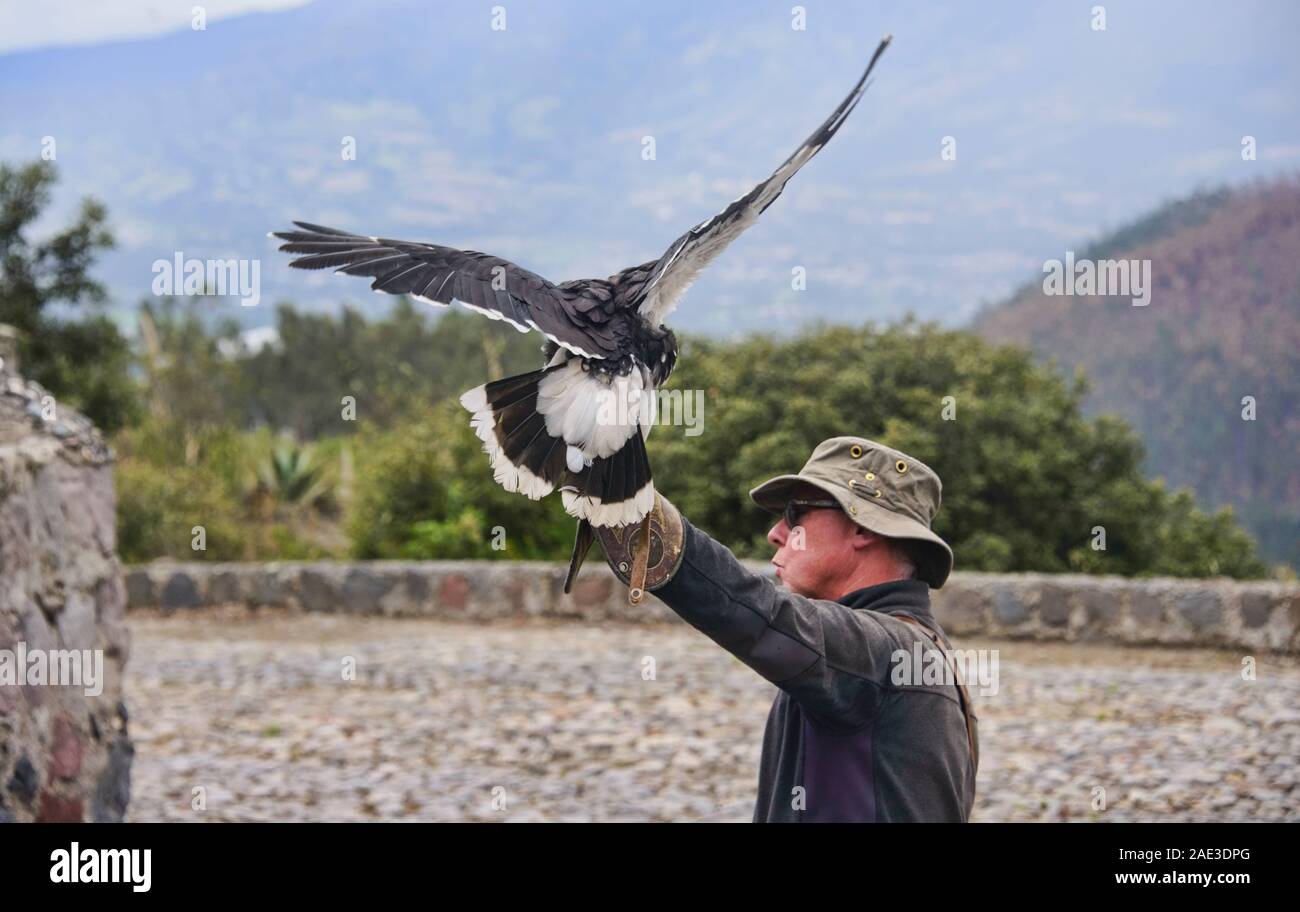 Black-chested eagle buzzard (Geranoaetus melanoleucus) en vol, Parque Condor, Leon, Nicaragua Banque D'Images