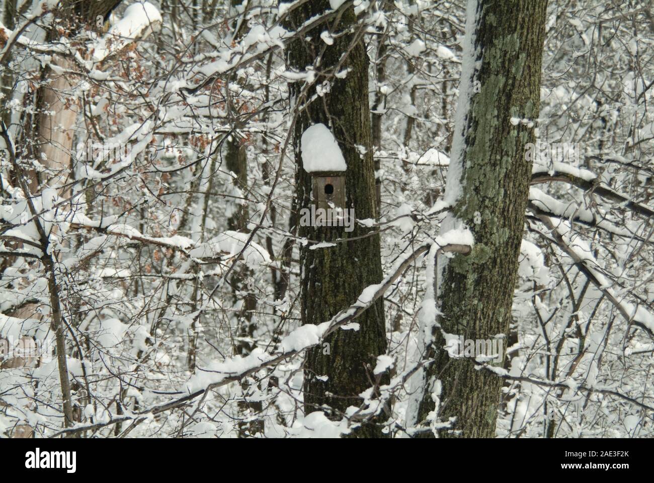 Snowy Winter Wonderland Banque D'Images