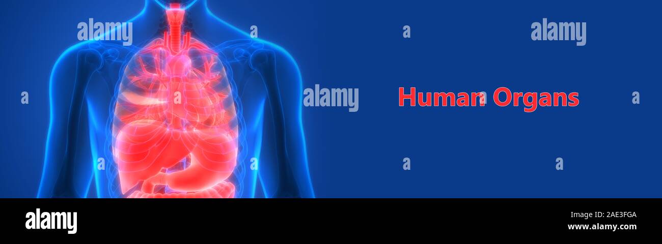 Anatomie des organes internes complets humains Banque D'Images