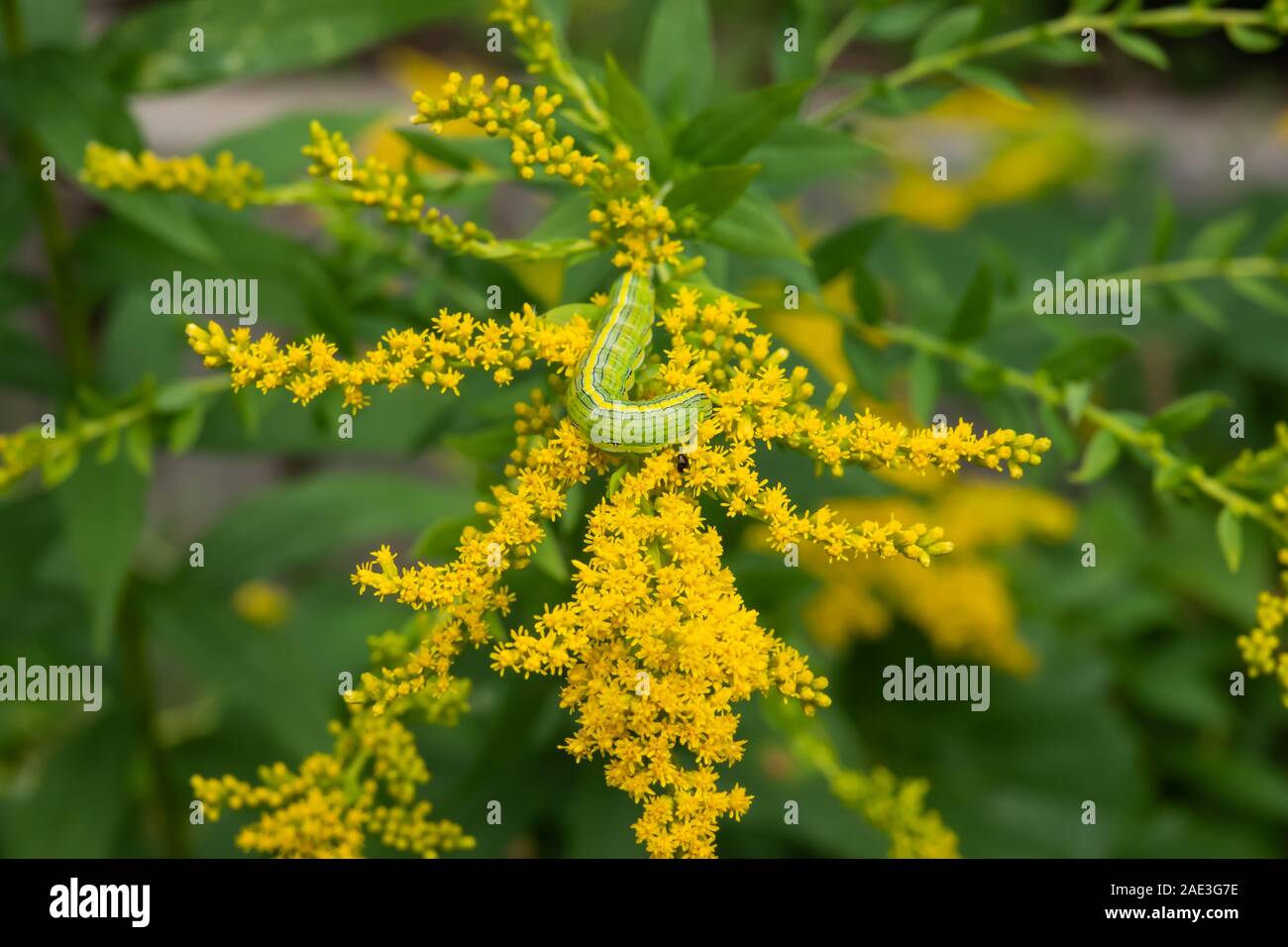 Houghton Hooded Owlet Moth Caterpillar sur Houghton Fleurs Banque D'Images