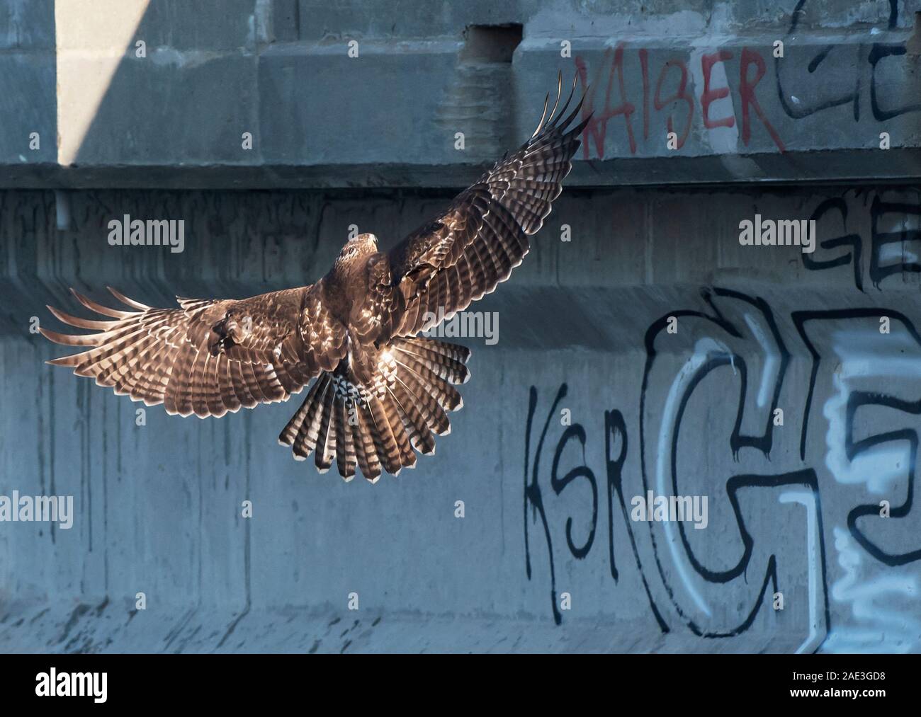 La buse à queue rousse l'atterrissage dans l'environnement urbain sur le pont couvert de graffitis Banque D'Images