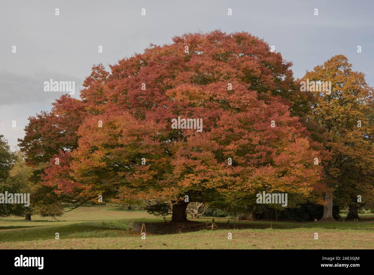 Japanese Zelkova serrata (Keaki) avec des feuilles de couleur d'automne dans un parc en milieu rural Somerset, England, UK Banque D'Images