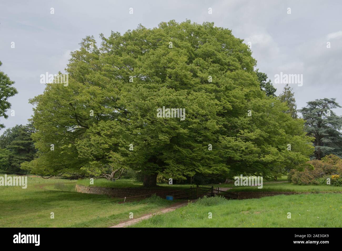 Feuillage d'un ressort ou Japanese Zelkova Zelkova serrata (Keaki) dans un parc en milieu rural Somerset, England, UK Banque D'Images