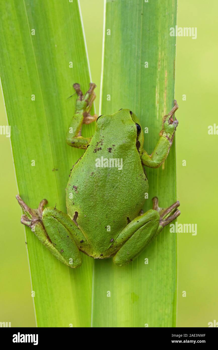 European tree frog (Rana / Hyla arborea arborea) grimper sur des feuilles de plantes aquatiques dans la roselière / roseaux en marais au printemps Banque D'Images