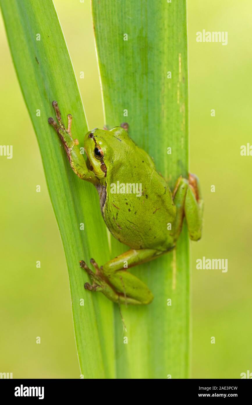 European tree frog (Rana / Hyla arborea arborea) grimper sur des feuilles de plantes aquatiques dans la roselière / roseaux en marais au printemps Banque D'Images