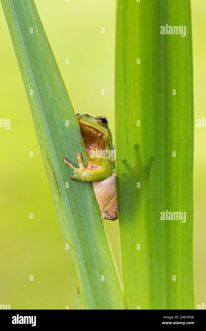 European tree frog (Rana / Hyla arborea arborea) grimper sur des feuilles de plantes aquatiques dans la roselière / roseaux en marais au printemps Banque D'Images