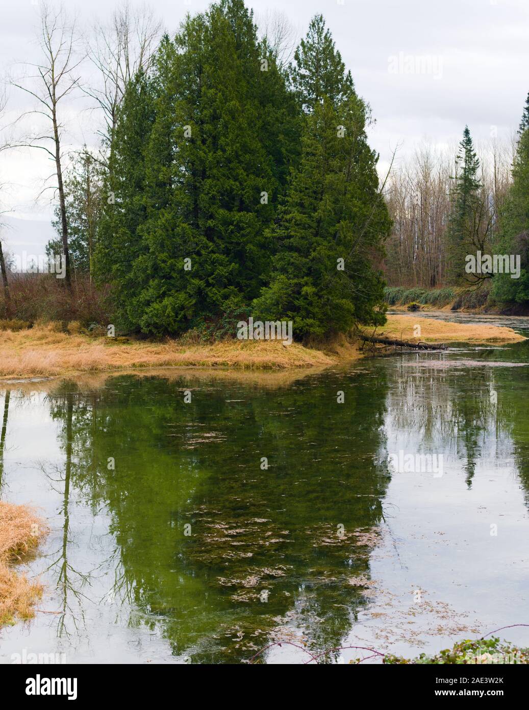 Ce milieu humide est un habitat protégé pour les Tortues peintes de l'Ouest du lac Errock, Mission (Colombie-Britannique), Canada Banque D'Images