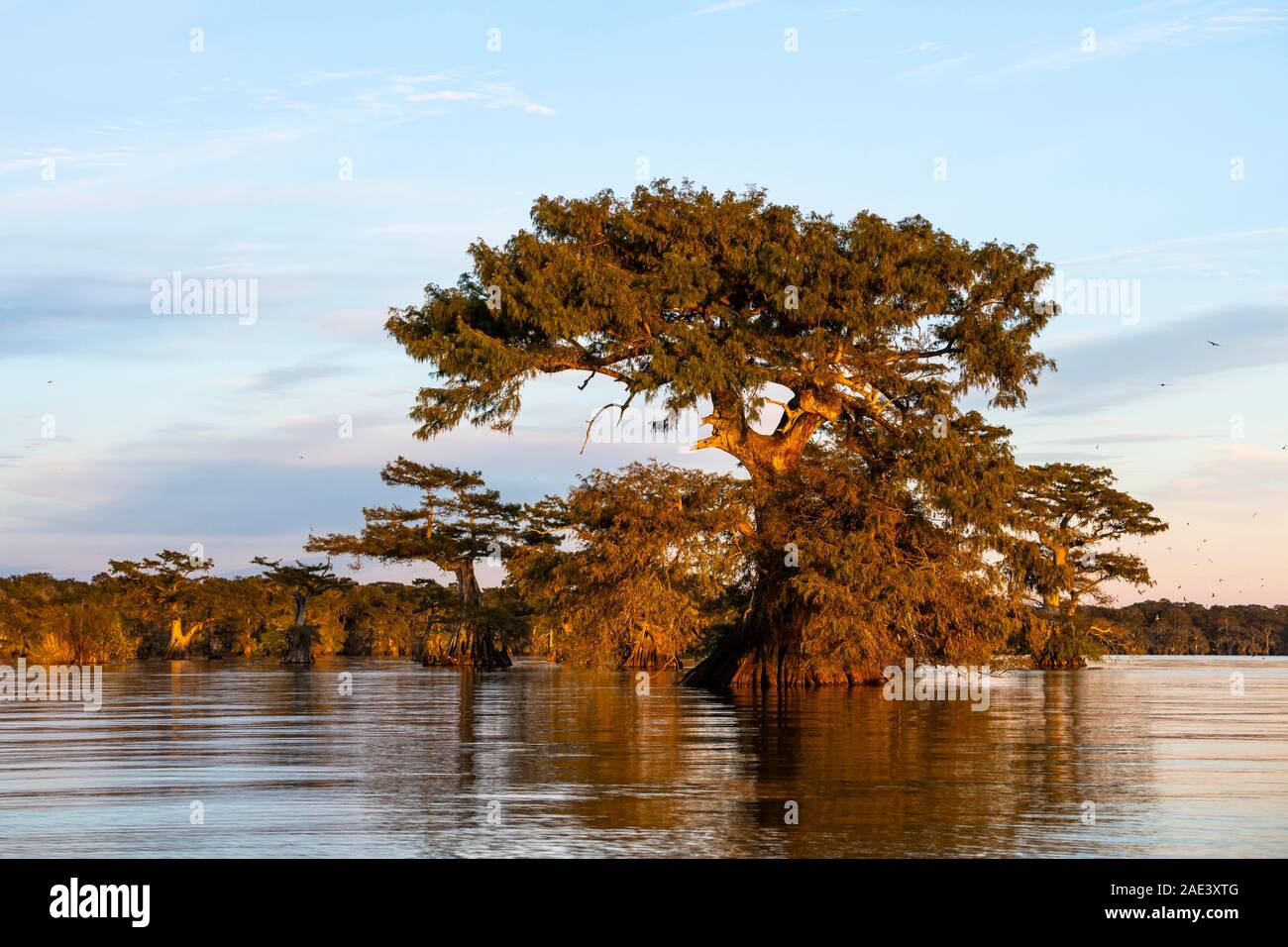 Cyprès chauve (Taxodium distichum) dans l'eau au coucher du soleil, le bassin Atchafalaya, Louisiane, Etats-Unis Banque D'Images