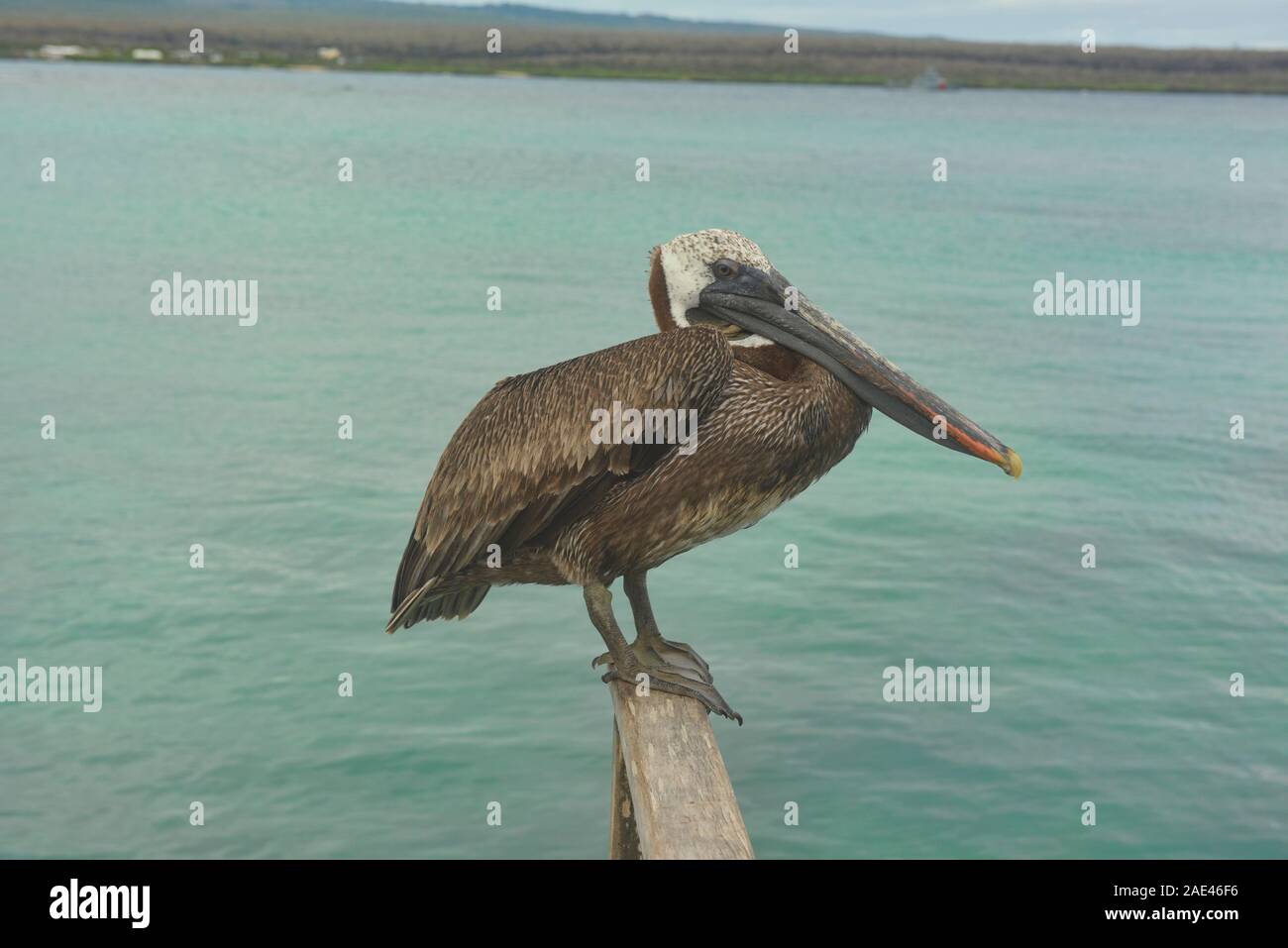 Pélican brun (Pelecanus occidentalis), l'île Santa Cruz, Galapagos, Equateur Banque D'Images