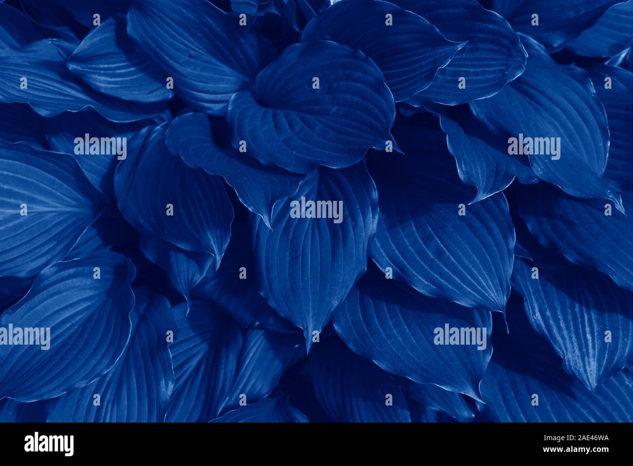 Cadre naturel magnifique arrière-plan foncé avec des feuilles en couleur tendance bleu. Couleur tendance concept de l'année, classic fond bleu. 2020 - Tendance Banque D'Images