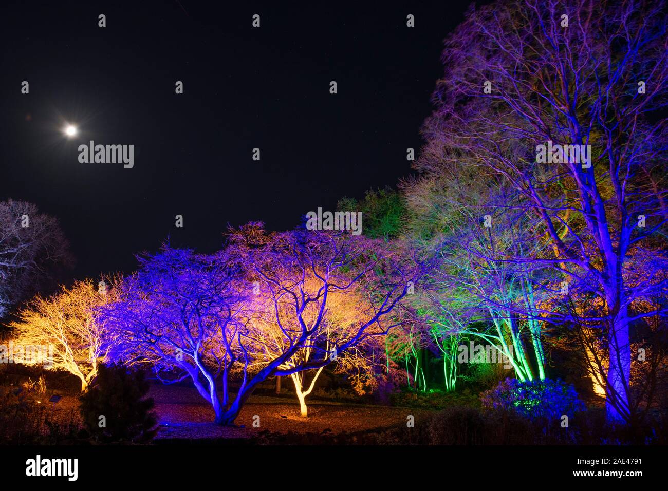 RHS Wisley, Surrey, UK. Hiver 2019 RHS Gardens Glow. 6e décembre 2019. Aperçu de sentier enchanteur avec installations de lumière éblouissante sur le thème des quatre saisons - le printemps le long du Canal de jonquilles Jellicoe perce-neige sur sept acres. Une sélection de Wisley, illuminé d'arbres et une vue spectaculaire sur l'emblématique toute illuminée de laboratoire pendant la période des fêtes du 7 décembre 2019 - 5 janvier 2020. L'événement a vendu des billets à l'avance pour Décembre. Credit : Malcolm Park/Alamy Live News. Banque D'Images