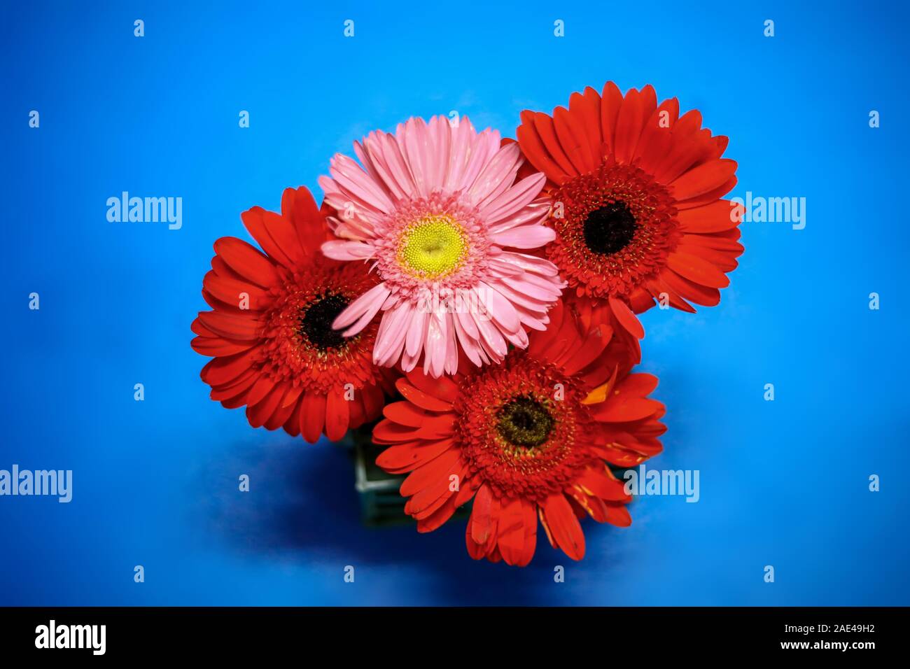 Rose et rouge foncé Gerber têtes sur le fond bleu Banque D'Images
