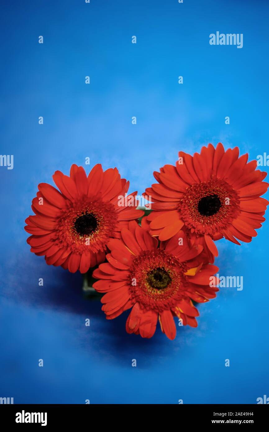 Trois chefs Gerber rouge foncé sur le fond bleu Banque D'Images