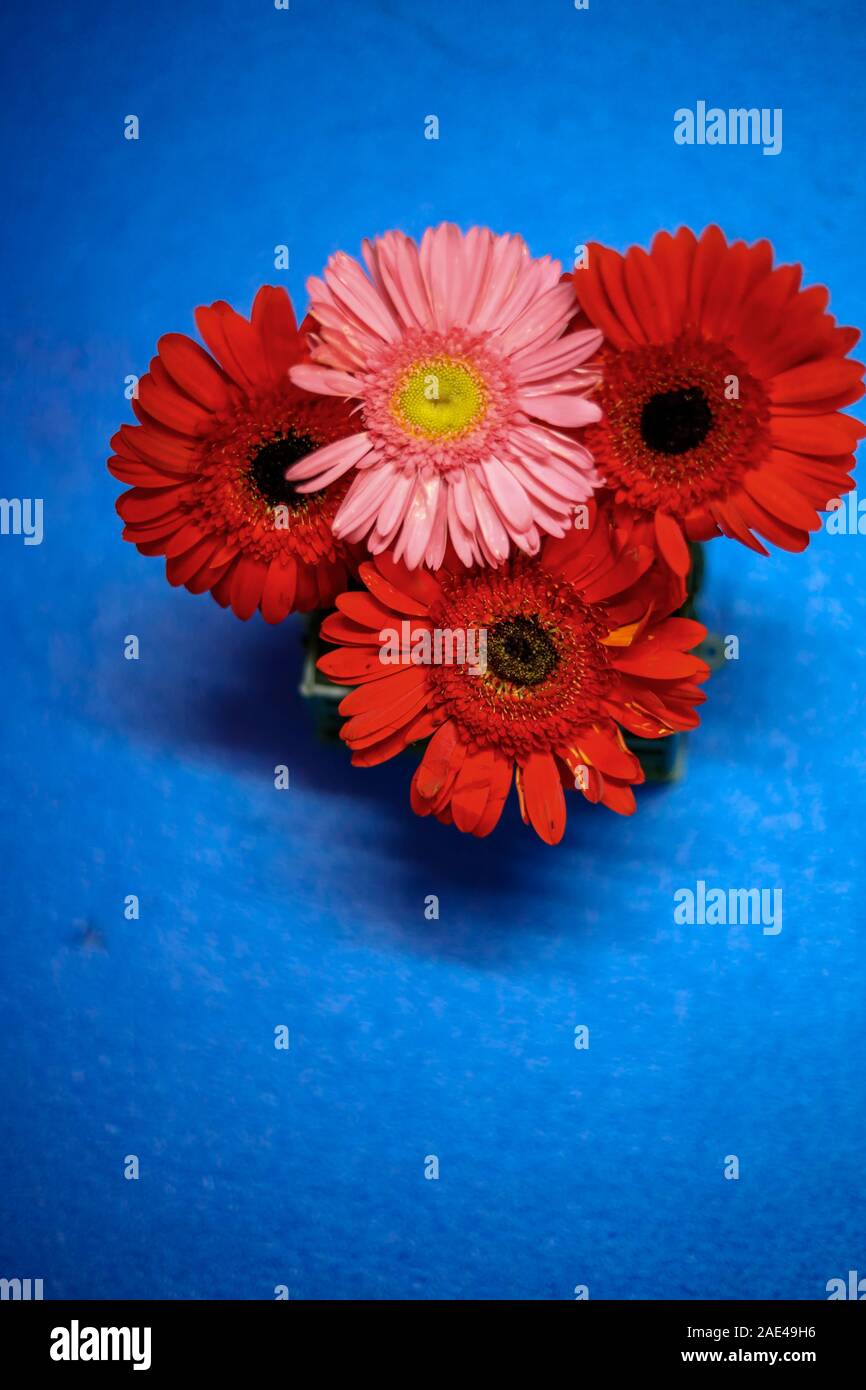 Rose et rouge foncé Gerber têtes sur le fond bleu Banque D'Images