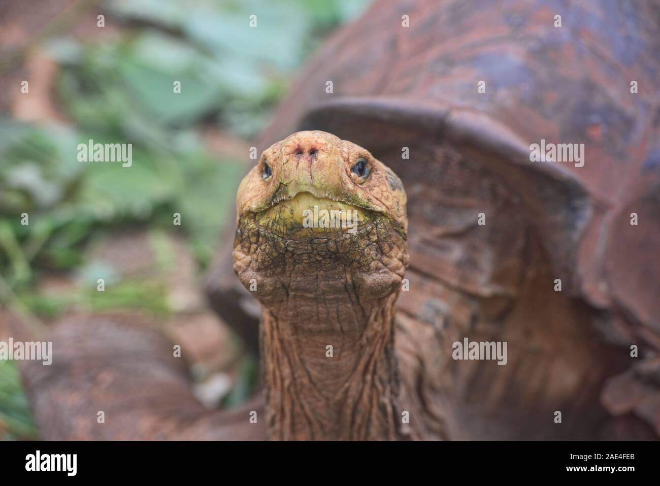 Tortue géante des Galapagos (Chelonoidis nigra), Charles Darwin Research Station, îles Galapagos, Equateur Banque D'Images Tortue géante des Galapagos (Chelonoidis nigra), Charles Darwin Research Station, îles Galapagos, Equateur Banque D'Images