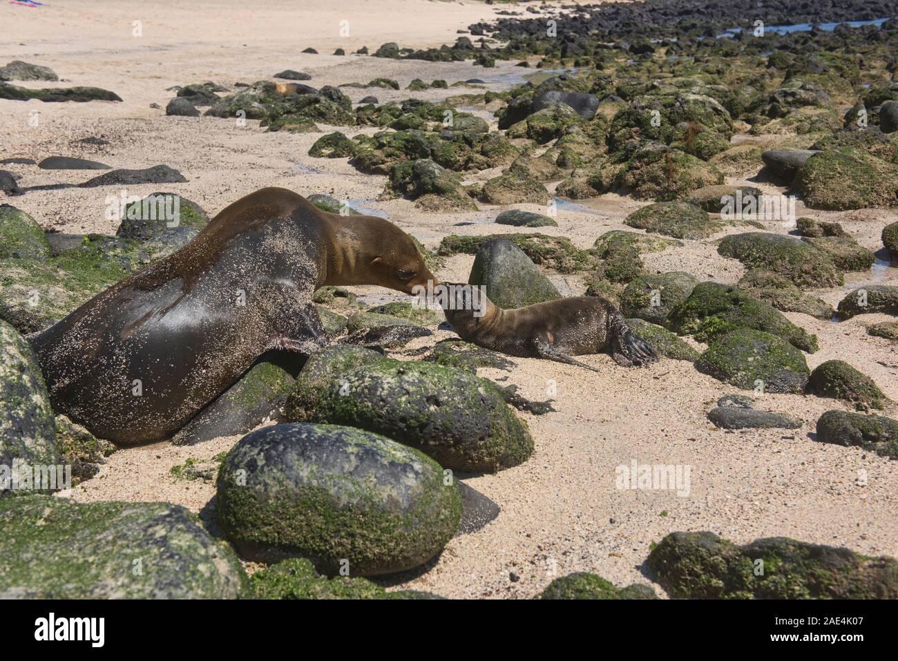 Mère et pup (Zalophus wollebaeki) à la Loberia, Ile San Cristobal, îles Galapagos, Equateur Banque D'Images