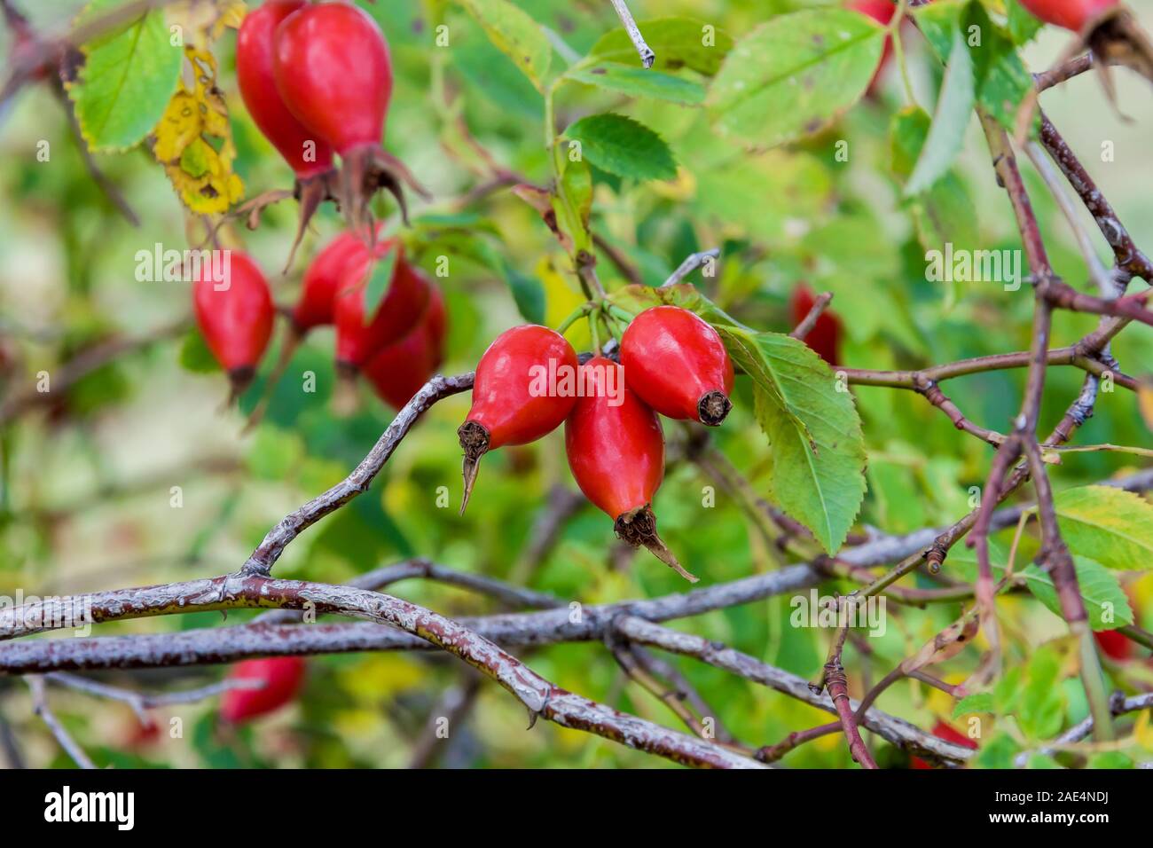 Hanches rouge sur un buisson à l'automne Banque D'Images