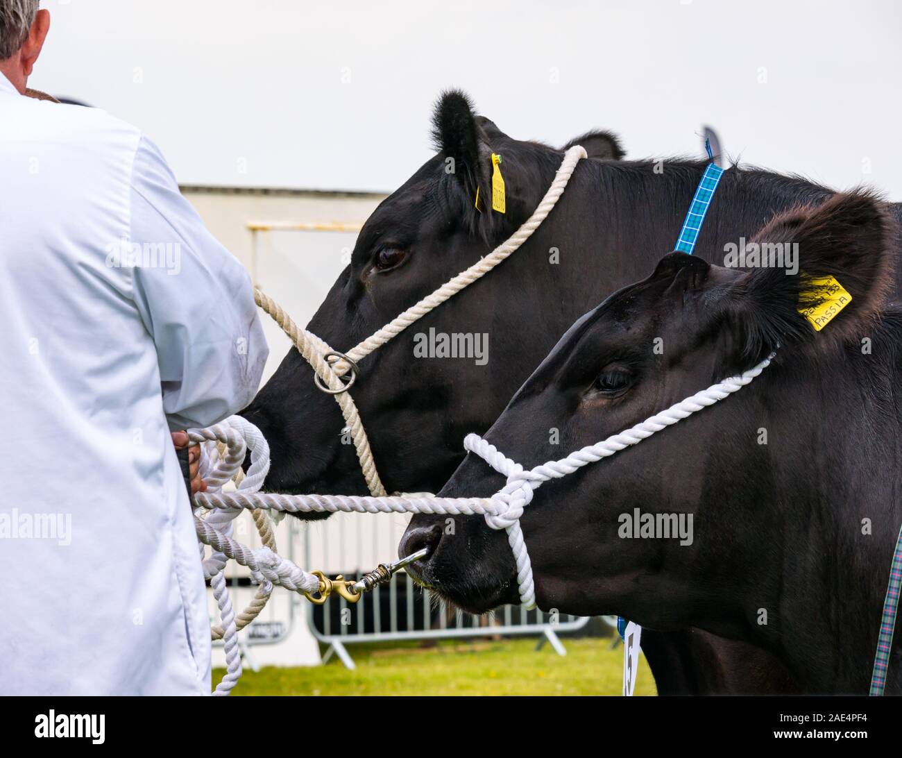 Paire de vaches de race Aberdeen Angus bovins à juger, Haddington, Salon de l'agriculture East Lothian, Scotland, UK Banque D'Images