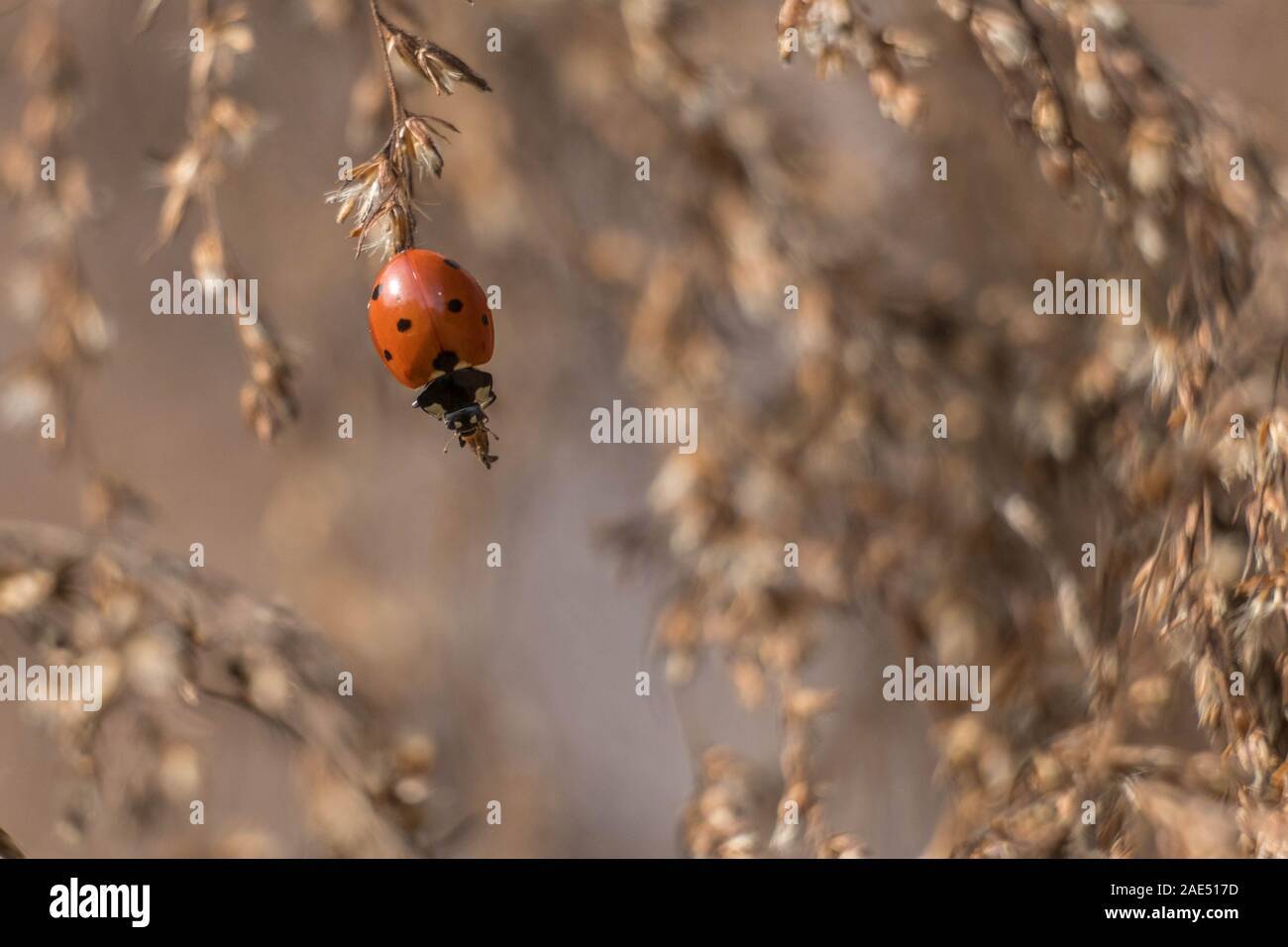 Un 7-spotted ladybug escalade jusqu'à l'extrémité d'une des mauvaises herbes fenouil. Couleurs d'automne au Moulin Yates County Park à Raleigh, NC. Banque D'Images