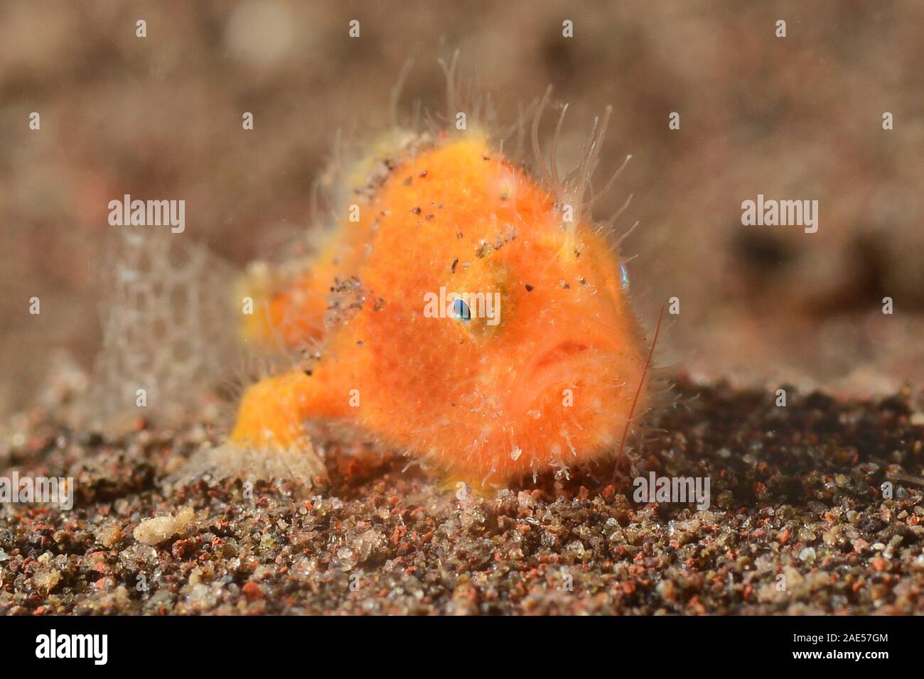 Poisson grenouille velue, juvénile, 1 cm, Antennarius striatus, Padang Bai, Bali, Indonésie. Les poissons grenouille est un maître de déguisement. Pose en attente, immobile, f Banque D'Images