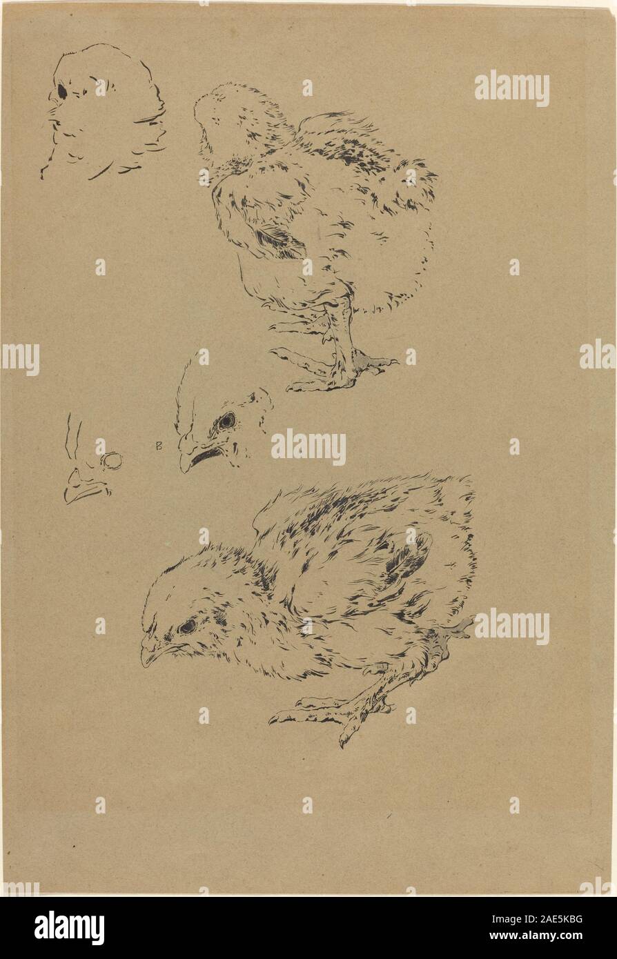 Une peinture de Félix Bracquemond représentant des poussins, montrant de petits oiseaux dans un cadre naturel ou domestique, mettant en évidence les détails, la texture et les techniques d'illustration du XIXe siècle. Banque D'Images