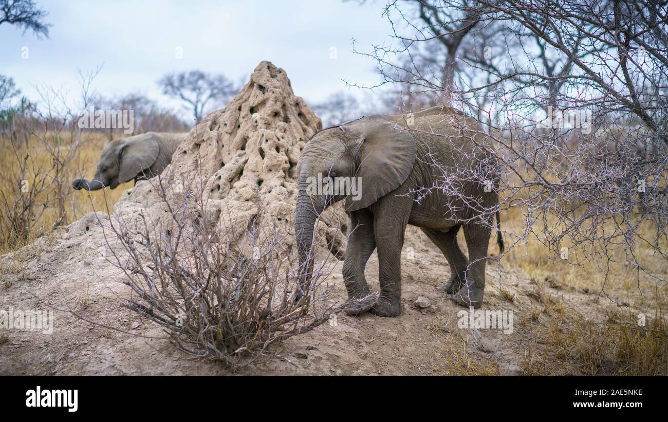 Les éléphants sauvages dans le parc national Kruger à Mpumalanga en Afrique du Sud Banque D'Images