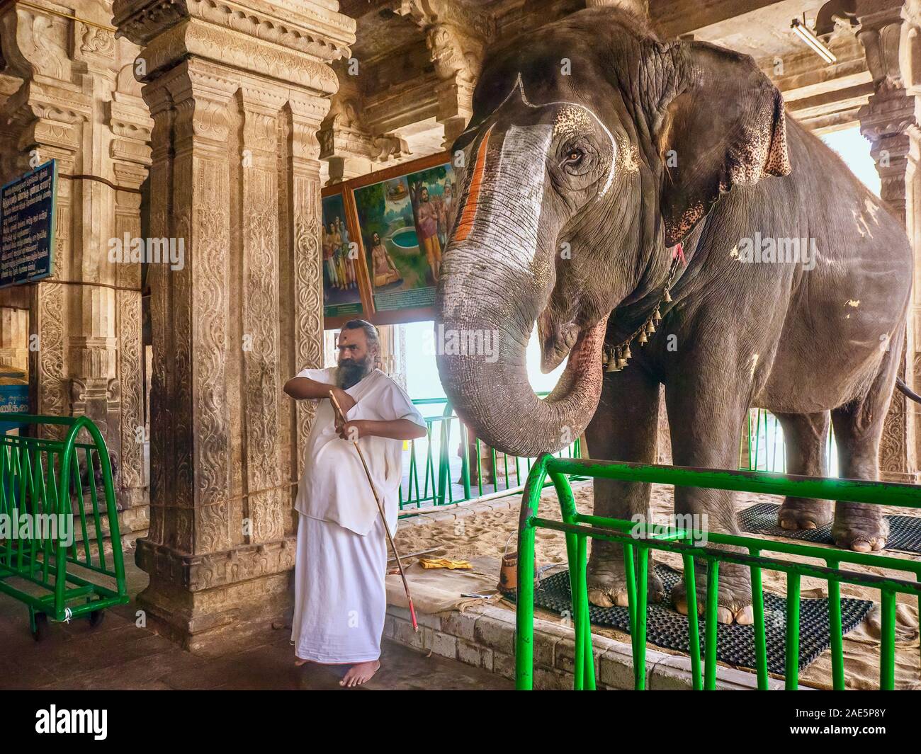 Une femelle éléphant temple travaillant dans un temple hindou, qui bénit les fidèles en plaçant son tronc sur leur tête. Banque D'Images