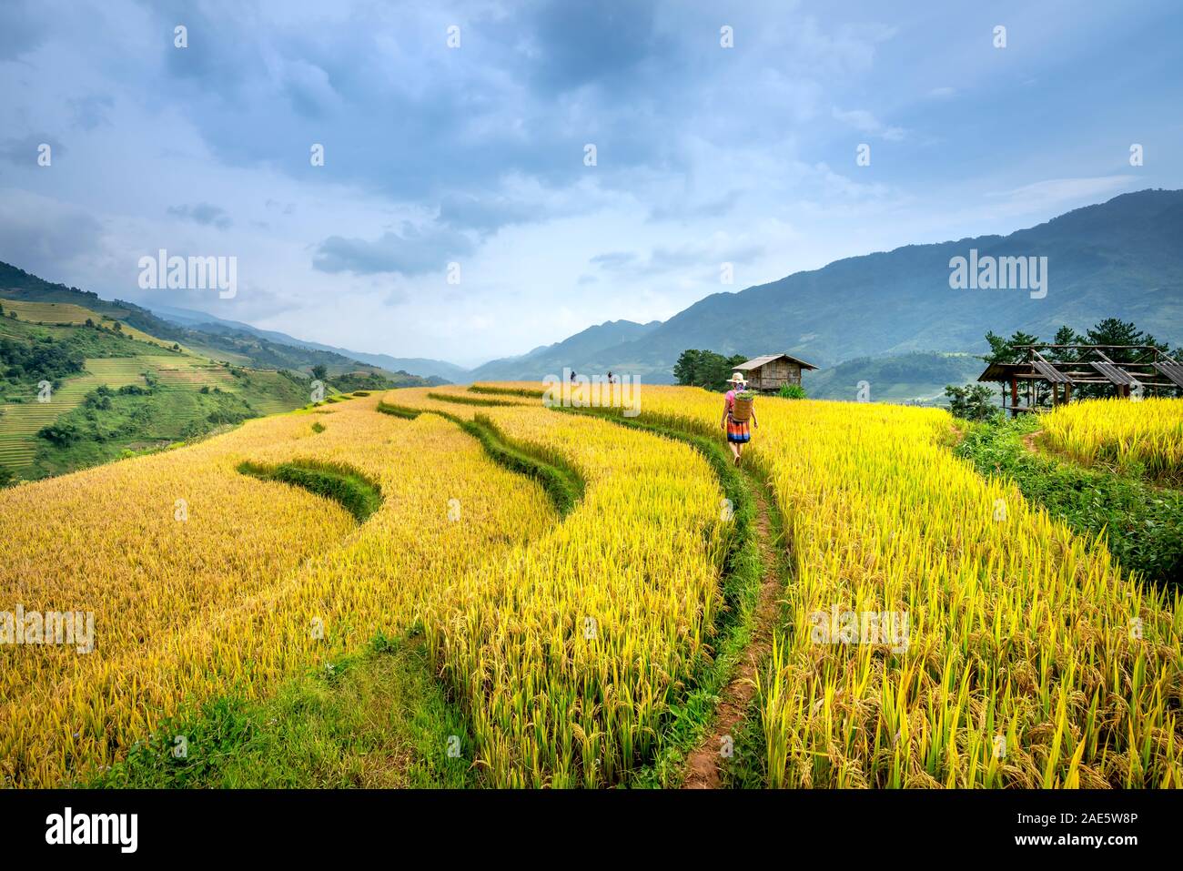 Mu Cang Chai, Province de Yen Bai, Vietnam - 18 septembre 2019 : H'Mong femme agriculteur sur terrasse rizières sur montagne à Mu Cang Chai, Yen Bai provi Banque D'Images