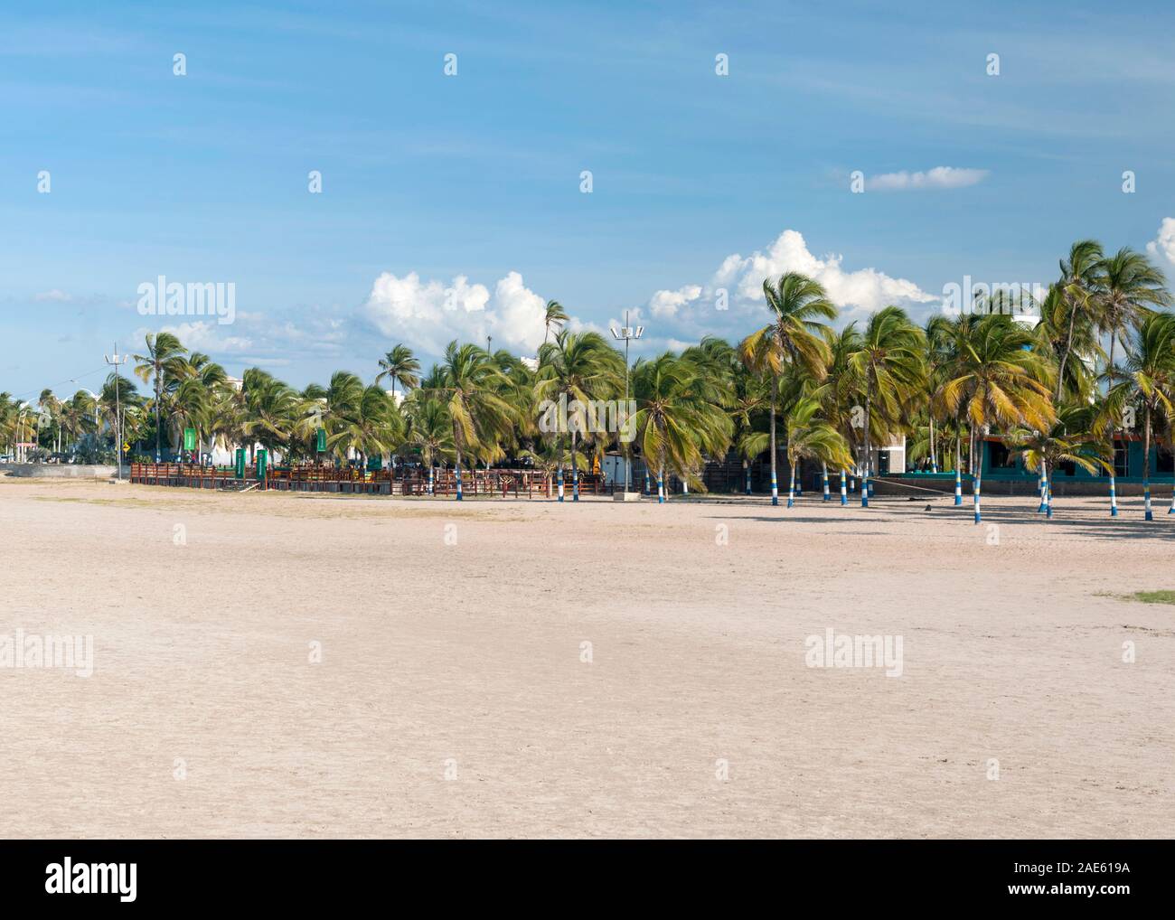 Plam arbres sur le front de mer de la ville de Riohacha dans la péninsule Guajira du nord de la Colombie. Banque D'Images