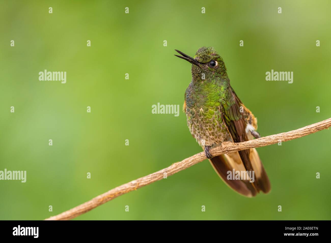 Buff-tailed Coronet - Boissonneaua flavescens, beau vert de l'ouest de hummingbird pentes andines de l'Amérique du Sud, Mindo, l'Équateur. Banque D'Images