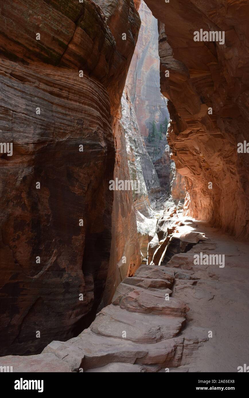 Au fil des lavages des murs de grès d'Echo Canyon. Sur la randonnée jusqu'à Point d'observation, Zion National Park. Banque D'Images