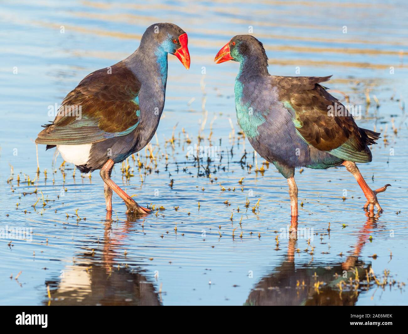 Interaction entre deux Swamphens (Porphyrio porphyrio Purple) au lac Bouvier à Perth, Australie occidentale. Banque D'Images