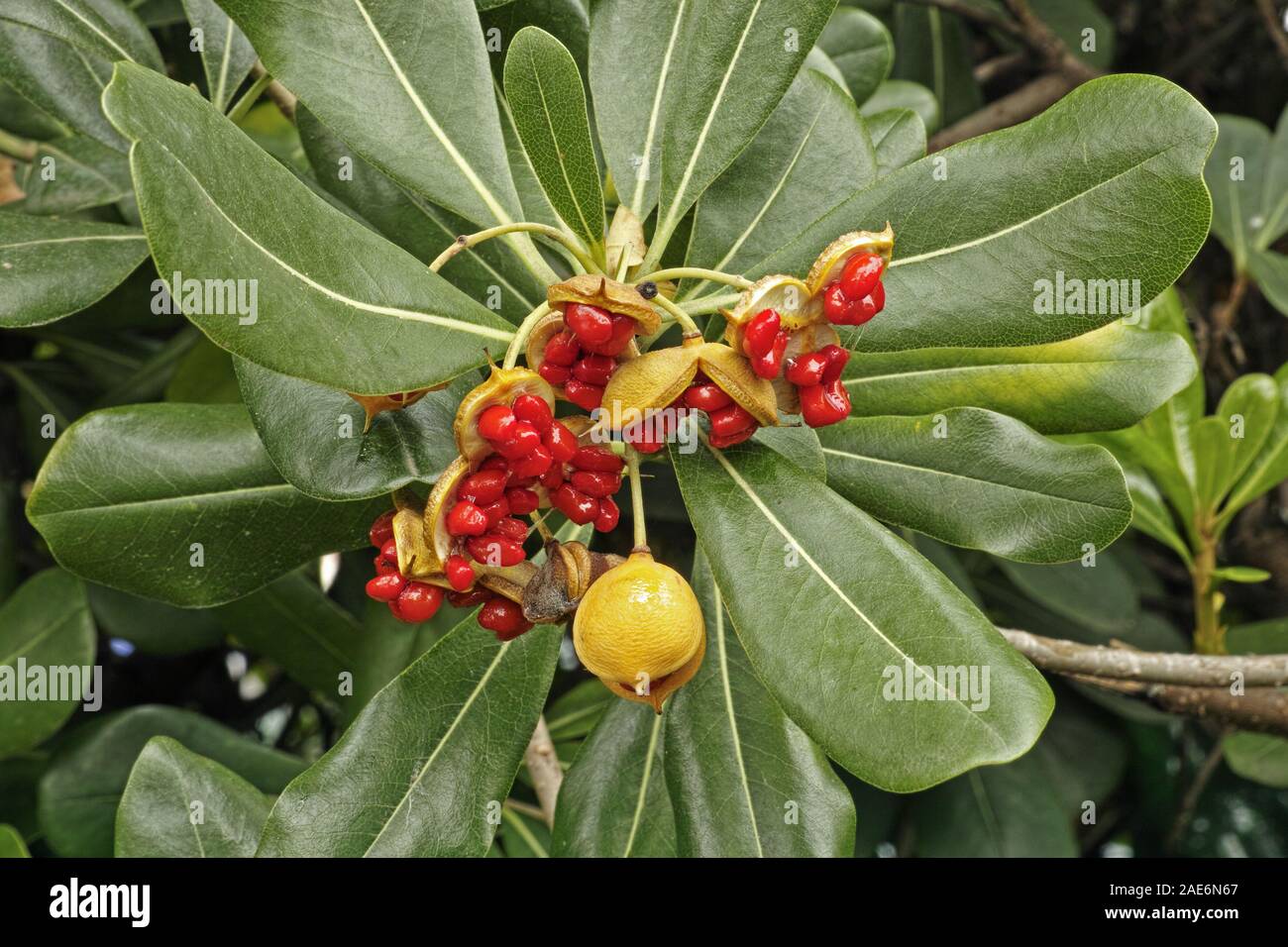 Pittosporum tobira, détail d'un arbuste aux fruits et de graines Banque D'Images
