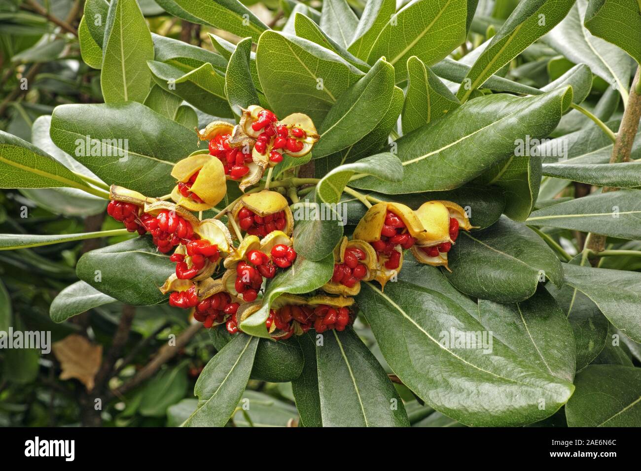 Détail d'un arbuste de Pittosporum tobira avec fruits et graines Banque D'Images