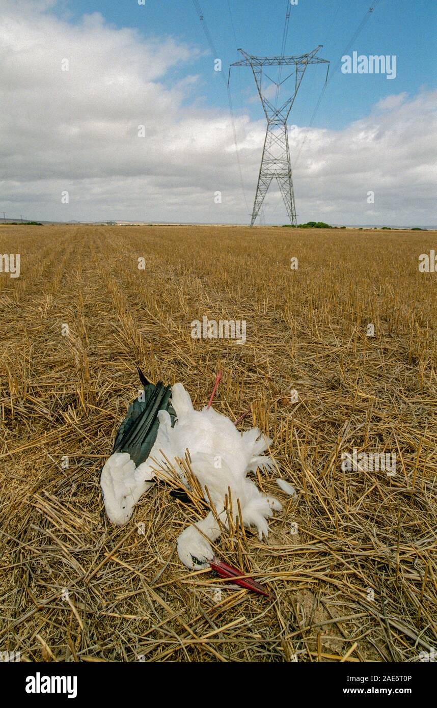 Une Cigogne Blanche (Ciconia ciconia) tués par collision avec une ligne électrique haute tension près de Vermaaklikheid, Province de Western Cape, Afrique du Sud. Banque D'Images