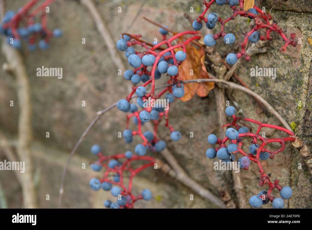 Petits fruits bleu sur rouge provient de l'escalade sur vin d'ornement un vieux mur, copie, espace de discussion sélectionné, la profondeur de champ étroite Banque D'Images