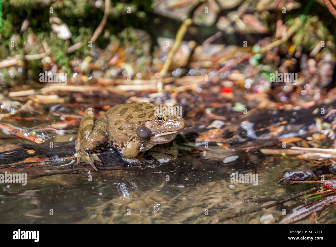 La grenouille des marais se trouve sur une feuille verte parmi les lys blancs dans l'étang Banque D'Images