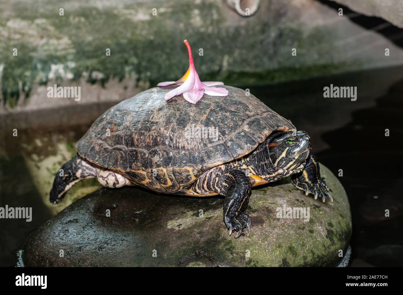 Tortue à oreilles rouges, des tortues à oreilles rouges, Trachemys scripta elegans, avec une fleur de frangipanier à l'arrière, Tulamben, Bali Banque D'Images