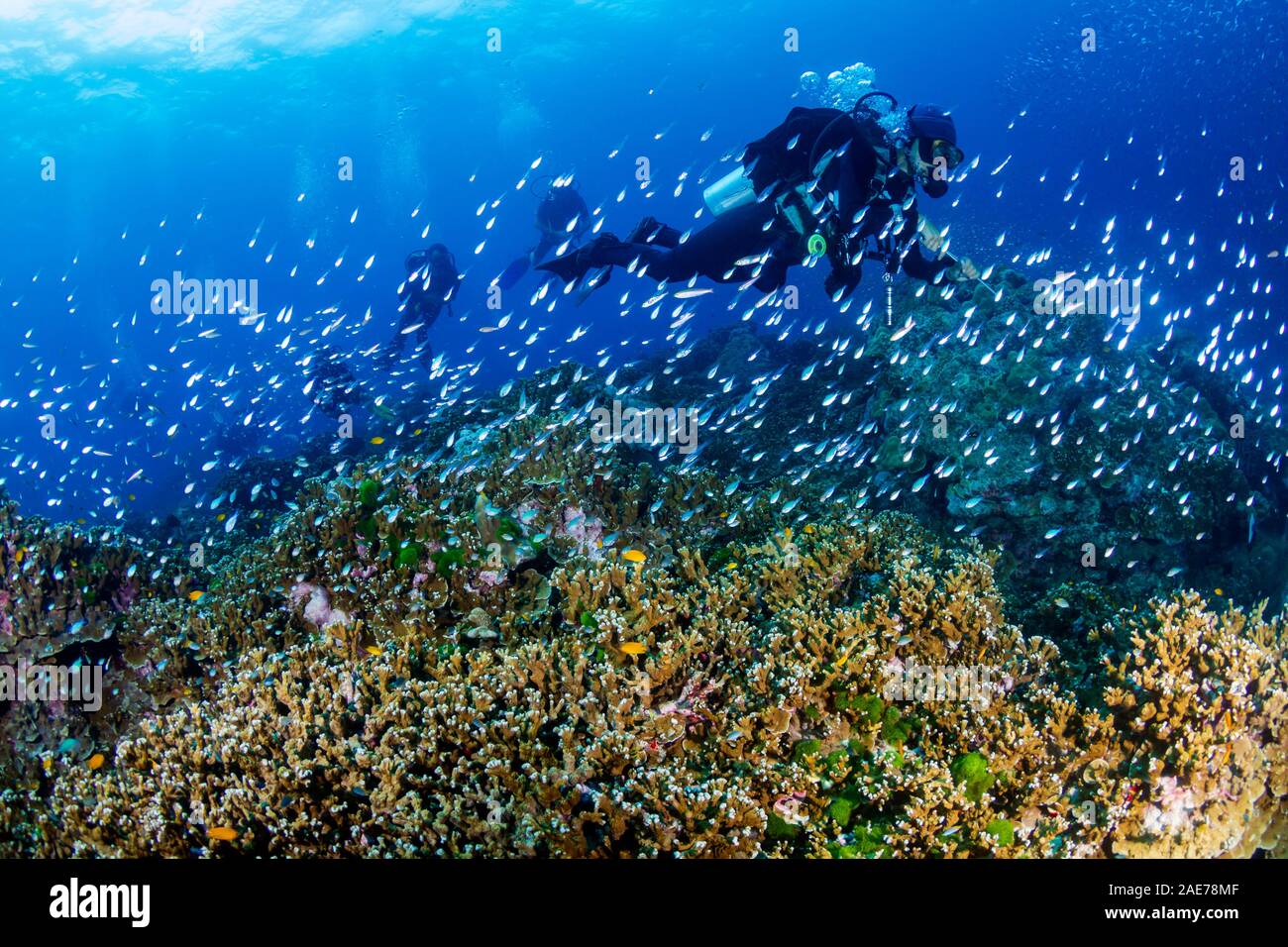Plongeur femelle entourée de poissons tropicaux sur un récif de corail (Similan) Banque D'Images